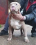 Американско були хл American bully XL, снимка 10
