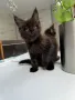 Мейн Кун коте / Maine coon kitten, снимка 3