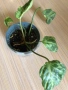 Philodendron Gloriosum Snow Leopard , снимка 4