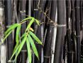 100 бр. бамбукови семена - Phyllostachys nigra - Издръжлив рядък вид вечнозелен черен бамбук, снимка 11