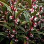 Саркокока ('Пурпурно стъбло') Sarcococca'Purple Stem' Вечнозелен и Силно Ароматен, снимка 7