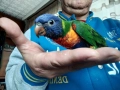 Продавам ръчно хранено многоцветно Лори, снимка 1
