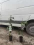 Клематис 2 сорта , снимка 6
