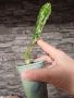Мексикански кактус., снимка 1 - Стайни растения - 45388486