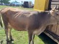 Продавам крава за курбан байрам, снимка 1 - Други животни - 45892910
