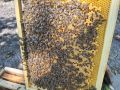 Пчелни отводки ДБ, снимка 2