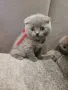 Шотландски клепоухи бебета , снимка 17