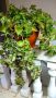 Кубински риган-в саксия , снимка 1 - Стайни растения - 45305634