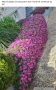 Делосперма (Delosperma cooperii), вечнозелено многогодишно сукулентно растение, снимка 3