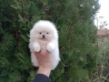 Померан. Бяло момче. Реални снимки!, снимка 1
