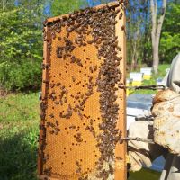 Продавам малки пчелни семейства (отводки), снимка 1 - Други - 45312903