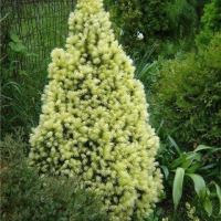 Канадски Смърч ”Дейзи Уайт” / Picea glauca ’Daisy’s White’, снимка 1 - Разсади - 45012798