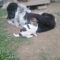 Българско овчарско куче , снимка 4 - Каракачанска овчарка - 45134405