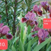 11 мини ириси за градината , снимка 1 - Градински цветя и растения - 45344601