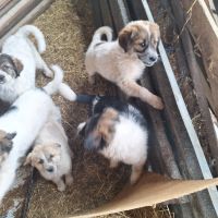 Българско овчарско куче, снимка 7 - Каракачанска овчарка - 45558672
