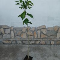 Портокал - дръвче - различни размери, снимка 3 - Градински цветя и растения - 45178742