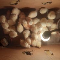 Продавам малки пилета от порода бял легхорн, снимка 10 - Кокошки и пуйки - 45734188