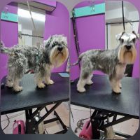 Подстригване на домашни любимци Варна , снимка 2 - Ветеринари и услуги - 45514678