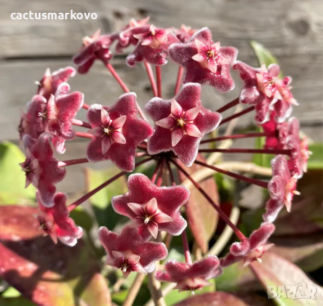 Hoya pubicalyx, снимка 1