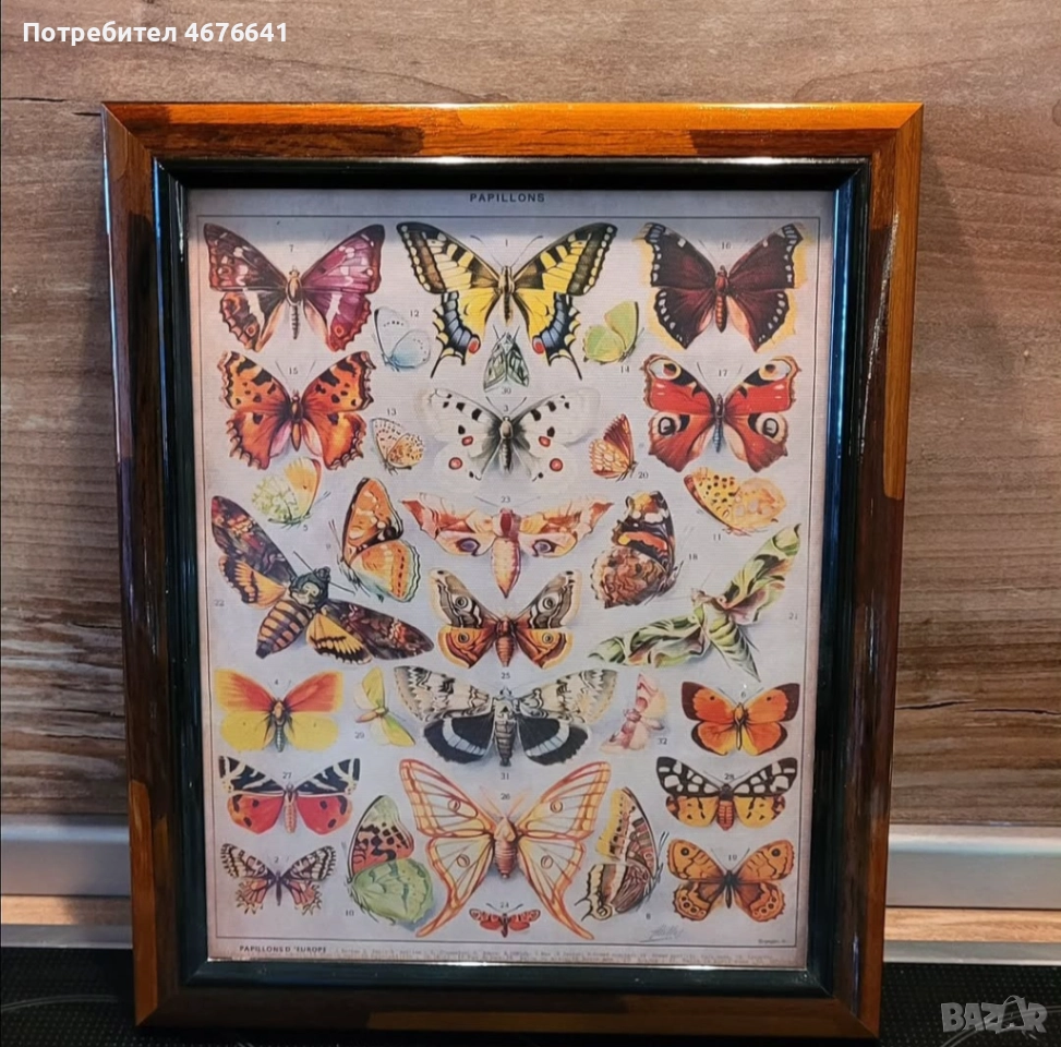 Принт на пеперуди, снимка 1