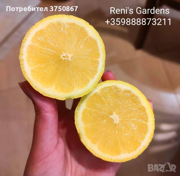 🍋🍋🍋 ЛИМОНИ ДРЪВЧЕТА 🍋🍋🍋, снимка 1