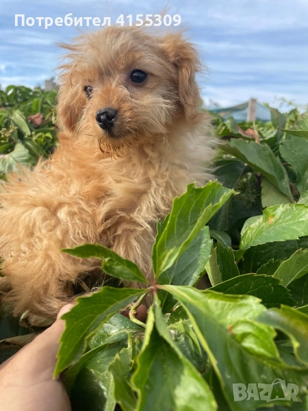 Pomapoo, снимка 1