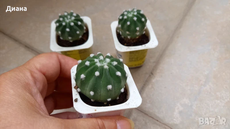 Ехинопсис denudatum, снимка 1