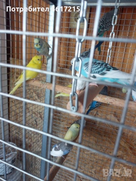 Вълнисти папагали . 20 лв. за брой, снимка 1