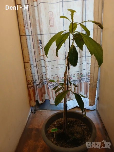 Авокадо 120см., снимка 1