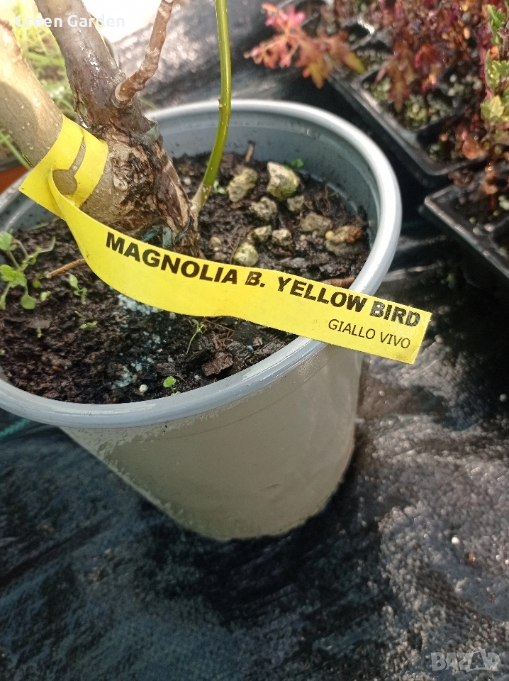 Магнолия Yellow bird , снимка 1