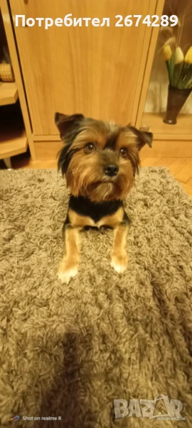 Йорки си търси партньорка, снимка 1