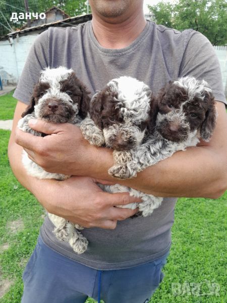 Lagotto Romagnolo, снимка 1