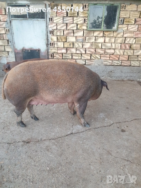 дюрок прасе женско, снимка 1