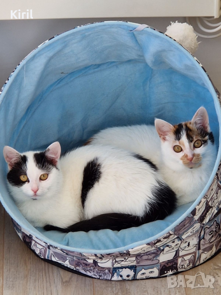 търсим дом за две женски котета, снимка 1