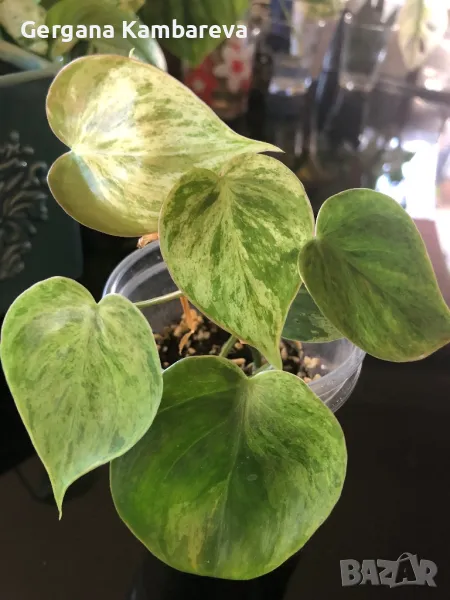 Philodendron Oxycardium variegated , снимка 1