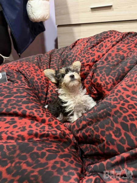 Мини бийвър йорки, снимка 1