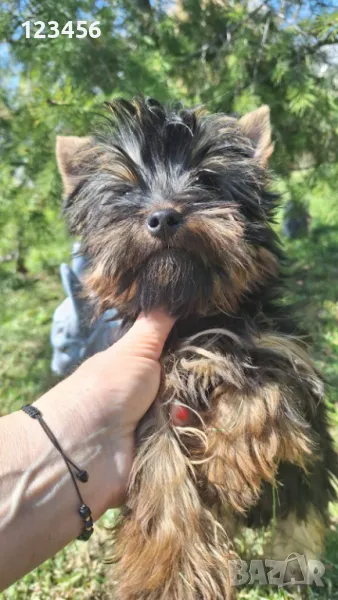 Йорки момченце , снимка 1