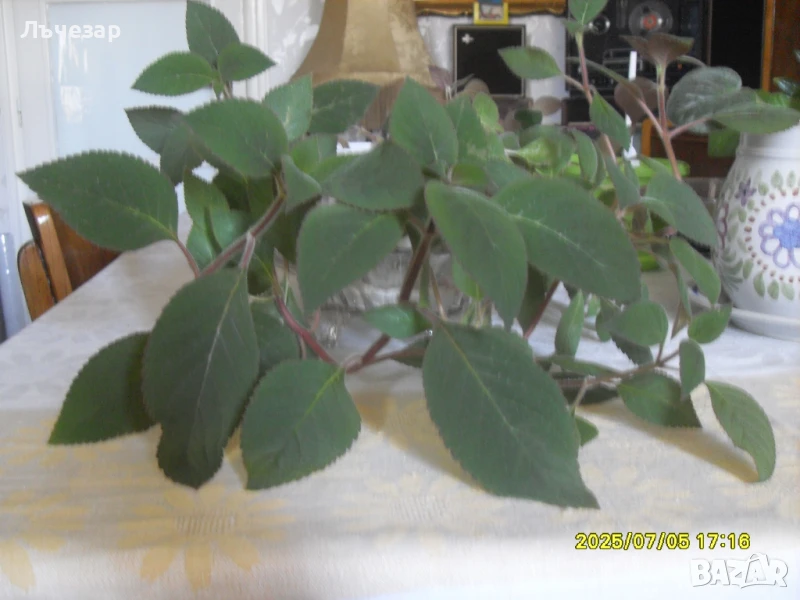 Продавам цвете "КОЛЕРИЯ", снимка 1