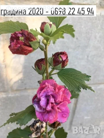 Хибискус Кичест - Дървовидна Ружа, снимка 2 - Разсади - 46564853