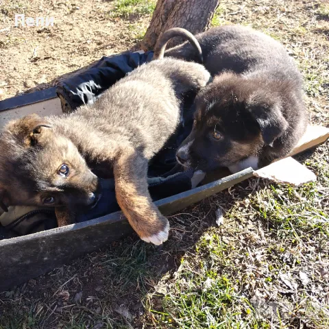 Спешно търся дом на 2 мъжки кучета , снимка 2 - Други - 48541471