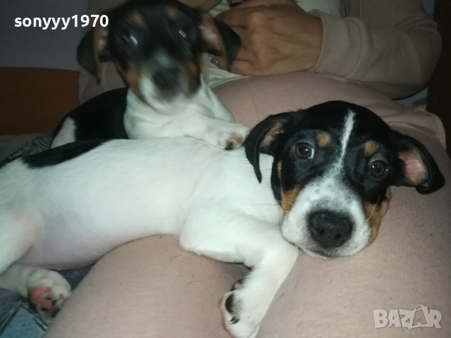 ФИНАЛНА ПРОДАЖБА-ПОСЛЕДЕН ДЖАК РЪСЕЛ-СЛАДКА ДАМА 3010251451, снимка 11 - Джак ръсел териер - 52235740