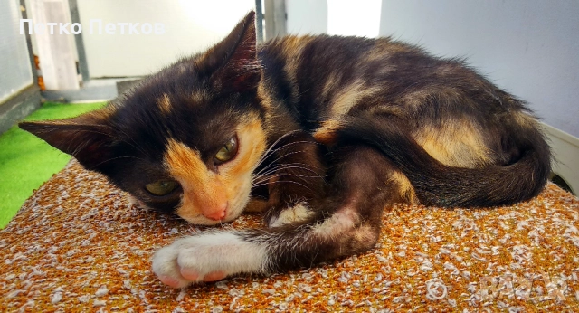 Подарявам малко шарено котенце, снимка 6 - Други - 52611406