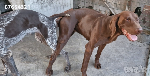 Курцхари, снимка 5 - Курцхаар - 52806772