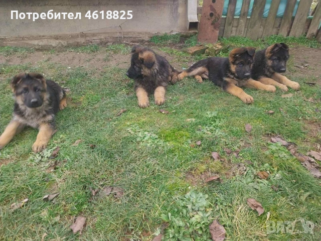 Немски овчарки Топ, снимка 15 - Немска овчарка - 53389024