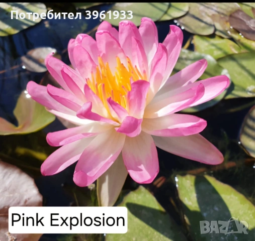 Продавам сортови Водни лилии , снимка 10 - Градински цветя и растения - 53253867