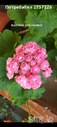 Australian pink rosebud , снимка 1