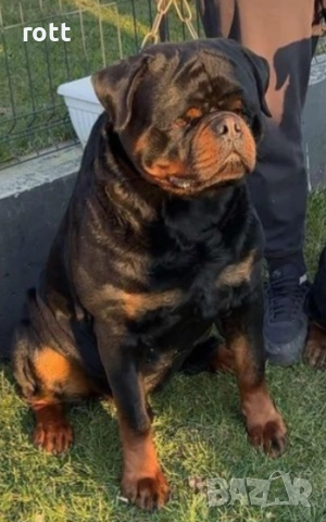 Ротвайлер, снимка 7 - Ротвайлер - 53636830