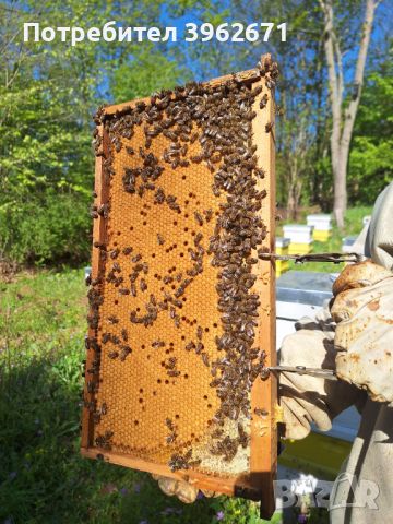 Продавам малки пчелни семейства (отводки), снимка 1 - Други - 45312903