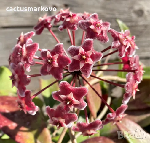 Hoya pubicalyx