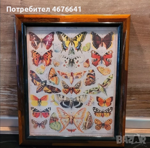 Принт на пеперуди